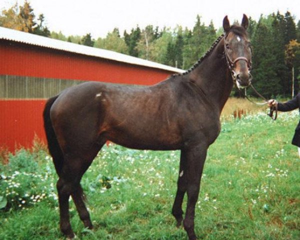 stallion Labirynt xx STS (Thoroughbred, 1972, from Deer Leap xx)