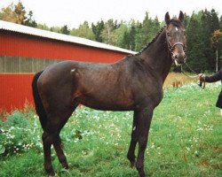 stallion Labirynt xx STS (Thoroughbred, 1972, from Deer Leap xx)