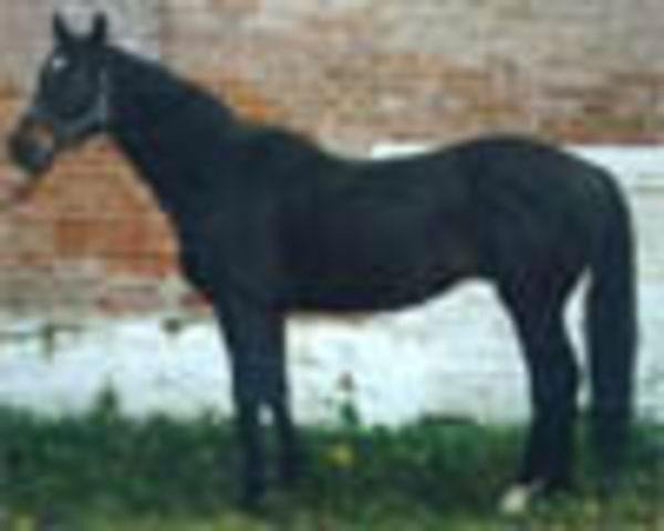 stallion Jankes xx (Thoroughbred, 1981, from Dakota xx)