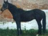stallion Jankes xx (Thoroughbred, 1981, from Dakota xx)