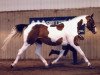 broodmare Pintofields Giselle Gazelle (anglo european sporthorse, 1995, from Gepard)