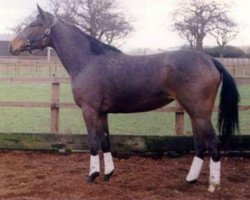 broodmare Alexis (Polish Warmblood, 1993, from Alexus II 2759)