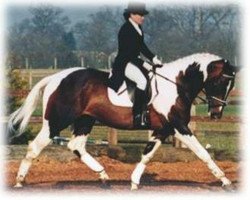 stallion Gepard (Polish Warmblood, 1989, from Garland)