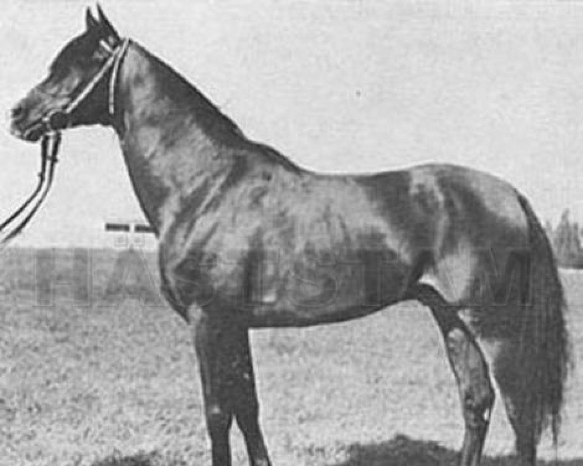 stallion Almifar 1960 ox (Arabian purebred, 1960, from Faher ox)