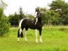 stallion Udo van Padhuis (KWPN (Royal Dutch Sporthorse), 2001, from Elcaro)