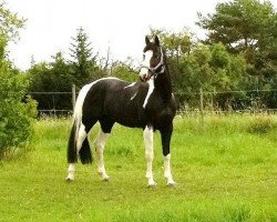 stallion Udo van Padhuis (KWPN (Royal Dutch Sporthorse), 2001, from Elcaro)