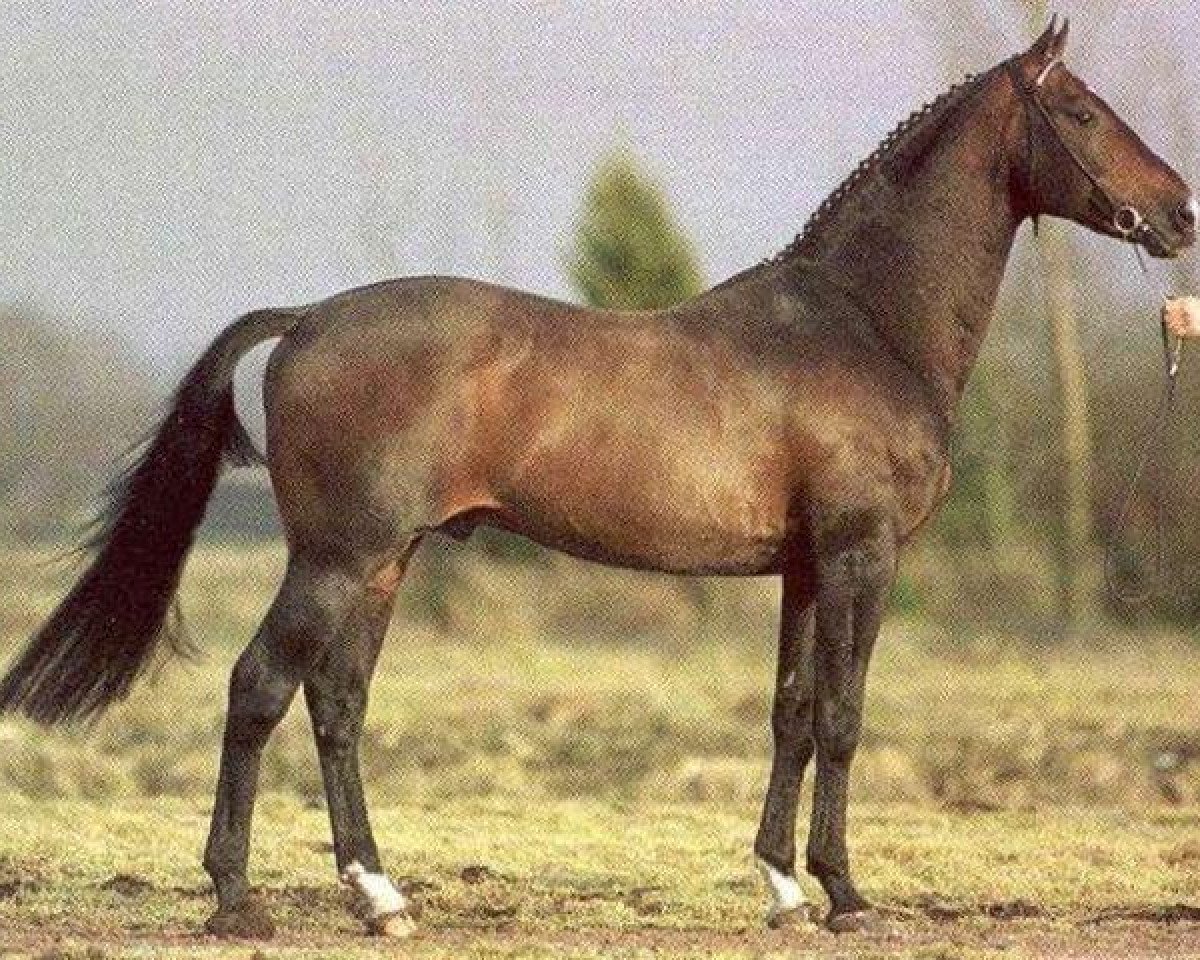 Deckhengst Casanova (KWPN (Niederländisches Warmblut), 1984, von Lucky Boy xx)