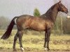 stallion Casanova (Dutch Warmblood, 1984, from Lucky Boy xx)
