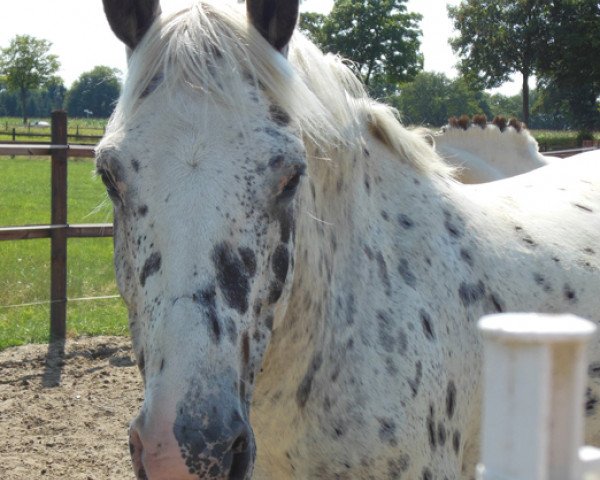 horse Spotted Tabaluga (Knabstrupper, 2006, from Tristan)