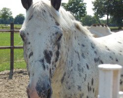 Pferd Spotted Tabaluga (Knabstrupper, 2006, von Tristan)