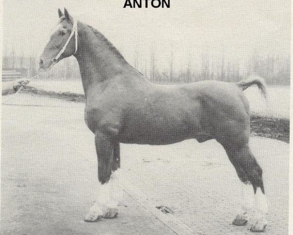 stallion Anton (Gelderland, 1936, from Edelstein 1691 OF)