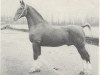 stallion Anton (Gelderland, 1936, from Edelstein 1691 OF)