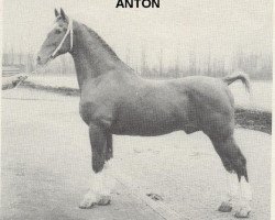 stallion Anton (Gelderland, 1936, from Edelstein 1691 OF)