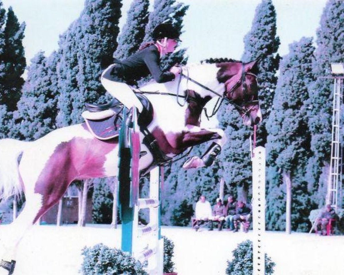 Springpferd Farco van Vriesput (Belgisches Warmblut, 2005, von Querlybet Hero)
