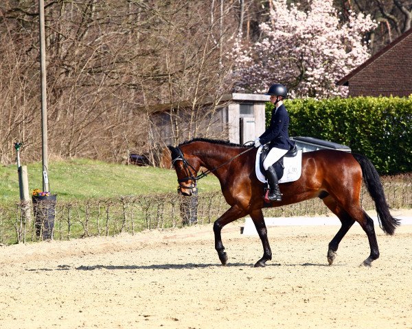 dressage horse Coco B 5 (Westphalian, 2015, from Cachassini)