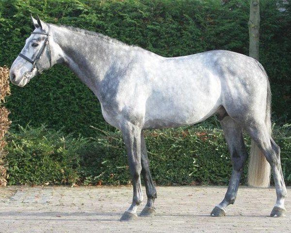 stallion Winningmood van de Arenberg (Belgian Warmblood, 1999, from Darco)