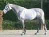 stallion Winningmood van de Arenberg (Belgian Warmblood, 1999, from Darco)