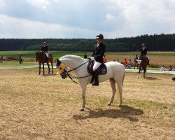 Zuchtstute Sophianora Ornella (Welsh Pony (Sek.B), 1997, von Paddock Orion)