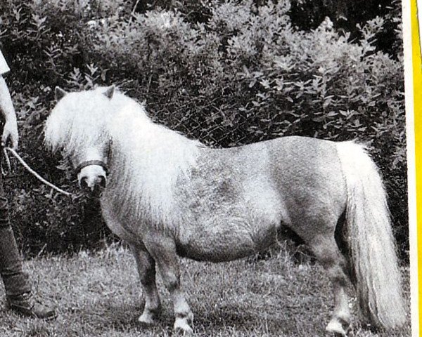 Zuchtstute Lady Welcome (Shetland Pony (unter 87 cm), 1984, von Fairy Regent)