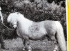 broodmare Lady Welcome (Shetland pony (under 87 cm), 1984, from Fairy Regent)