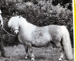 broodmare Lady Welcome (Shetland pony (under 87 cm), 1984, from Fairy Regent)