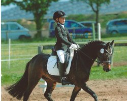 dressage horse Nimbus 57 (German Riding Pony, 2002)