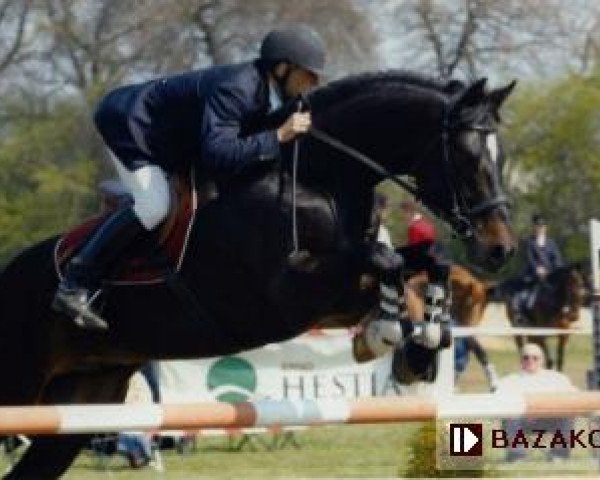 stallion Grand de la Cour (Hanoverian, 1999, from Graf Grannus)
