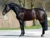 stallion Nonstop (Belgian Warmblood, 1990, from Darco)
