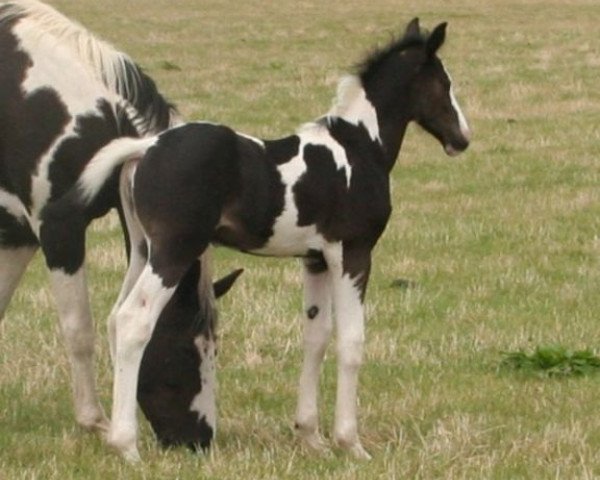 Springpferd Lightning Nonstop UK (Anglo Europäisches Sportpferd, 2008, von Nonstop)