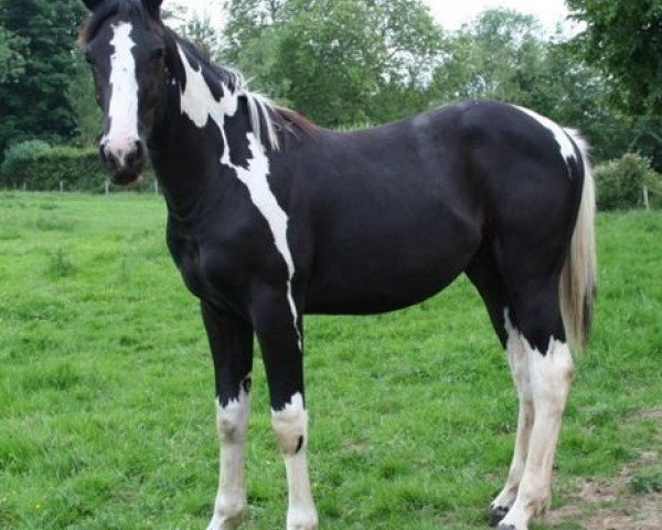 horse Lightning Darco Uk (Belgian Warmblood, 2006, from Darco)