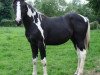 Pferd Lightning Darco Uk (Belgisches Warmblut, 2006, von Darco)