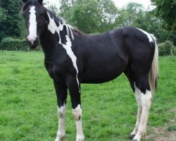 horse Lightning Darco Uk (Belgian Warmblood, 2006, from Darco)