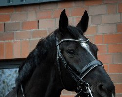 dressage horse Velvet Dancer 4 (Hanoverian, 2013, from Viscount 22)