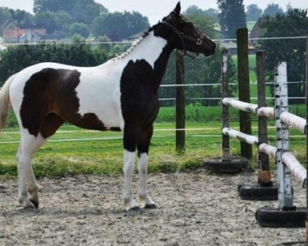 horse Feu Sacré Ter Linden (Belgium Sporthorse, 2011, from Ceasar Ter Linden)