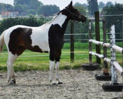 Pferd Feu Sacré Ter Linden (Belgium Sporthorse, 2011, von Ceasar Ter Linden)