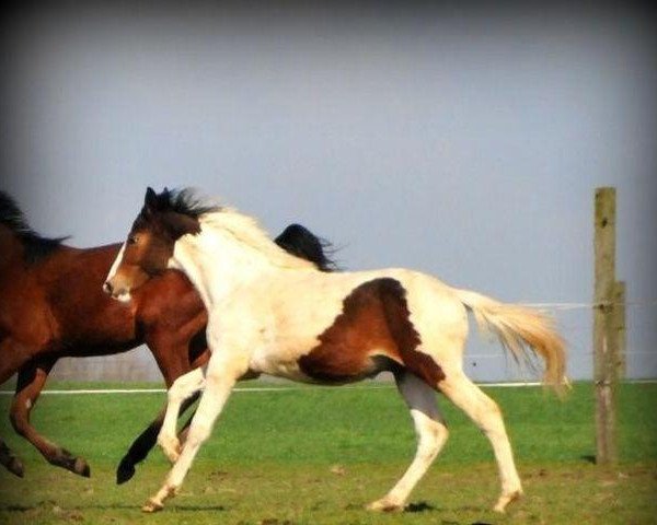 Pferd Farao Ter Linden (Belgium Sporthorse, 2011, von Ceasar Ter Linden)