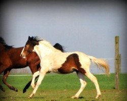 horse Farao Ter Linden (Belgium Sporthorse, 2011, from Ceasar Ter Linden)