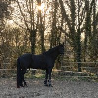 dressage horse Fürst Rubin 11 (Oldenburg, 2015, from Fürsten-Look)