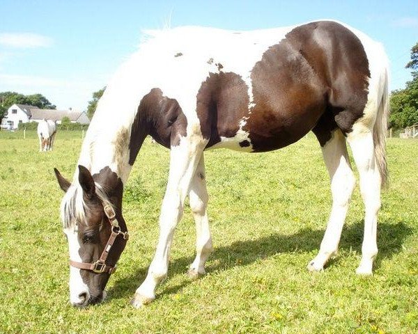 Pferd Elvingston Zuza (Scottish Sports Horse, 2010, von Ceasar Ter Linden)