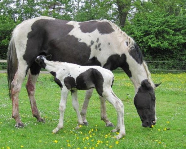 Zuchtstute Nasturcja (Polnisches Warmblut, 2002, von Haracz)