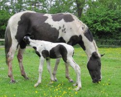 broodmare Nasturcja (Polish Warmblood, 2002, from Haracz)