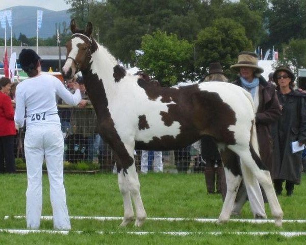 Pferd Elvingston Sauterna (Scottish Sports Horse, 2010, von Ceasar Ter Linden)