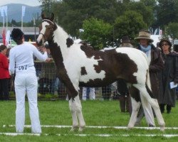 Pferd Elvingston Sauterna (Scottish Sports Horse, 2010, von Ceasar Ter Linden)