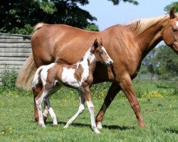 broodmare Dixie Chardonnay (anglo european sporthorse, 1994, from Eugano VII)