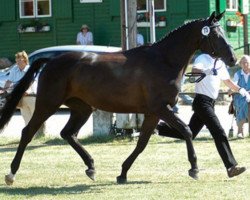 Zuchtstute Donauried (Trakehner, 2004, von Kasparow)