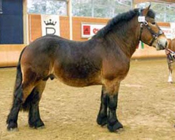 stallion Markant (Rhenish-German Cold-Blood, 2004, from Marquis)