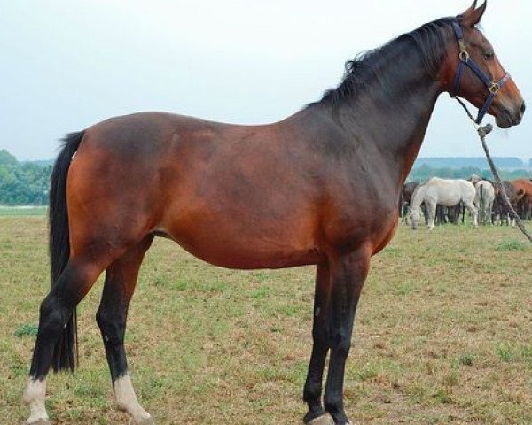 Pferd Rabanna van Costersveld (Belgisches Warmblut, 1994, von Heartbreaker)