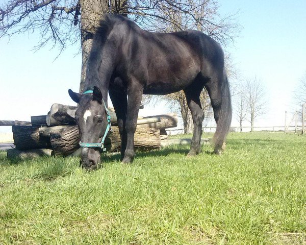 horse Josy (Czech Warmblood, 1994)