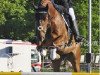 jumper Nemo 340 (German Warmblood, 2007, from Nature du Lys)