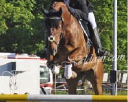 jumper Nemo 340 (German Warmblood, 2007, from Nature du Lys)